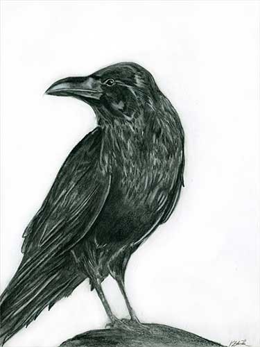 Raven Pencil Drawing | Free download on ClipArtMag