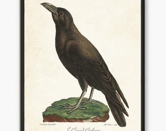 340x270 Raven Art Etsy