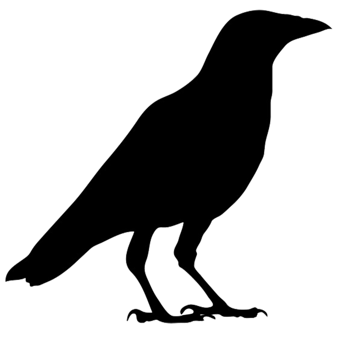 1169x1185 Raven Clipart Branch Drawing Frames Illustrations Hd Images