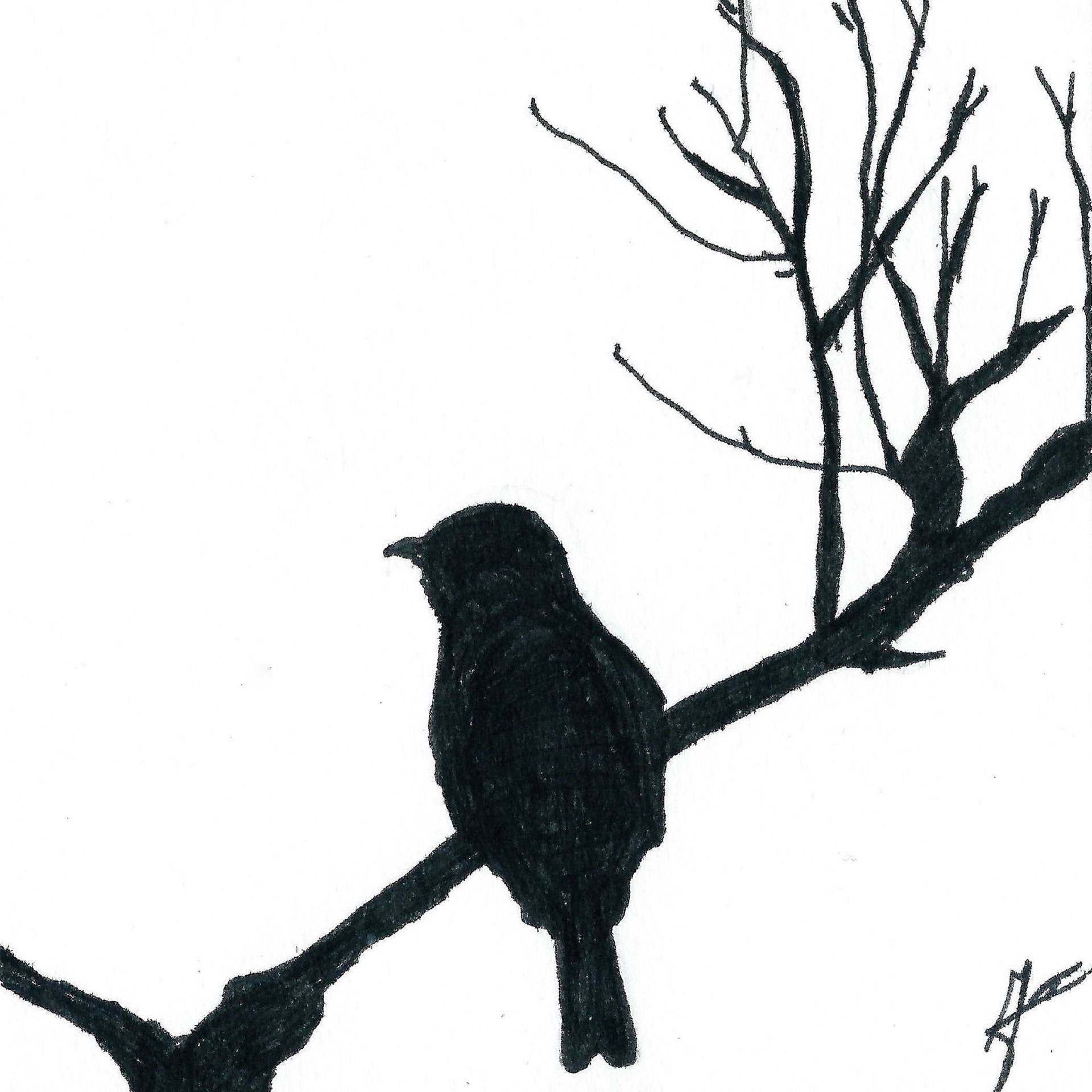 1920x1920 Warbler Drawing