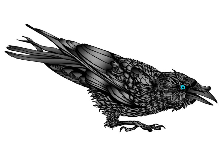 736x520 Sweet Blue Eyed Waiting Raven Tattoo Design