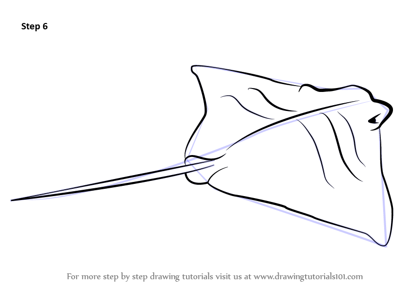 844x593 Learn How To Draw A Cownose Ray