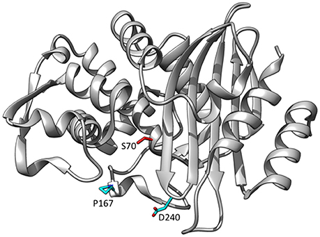 459x341 frontiers structural and mechanistic basis for extended spectrum