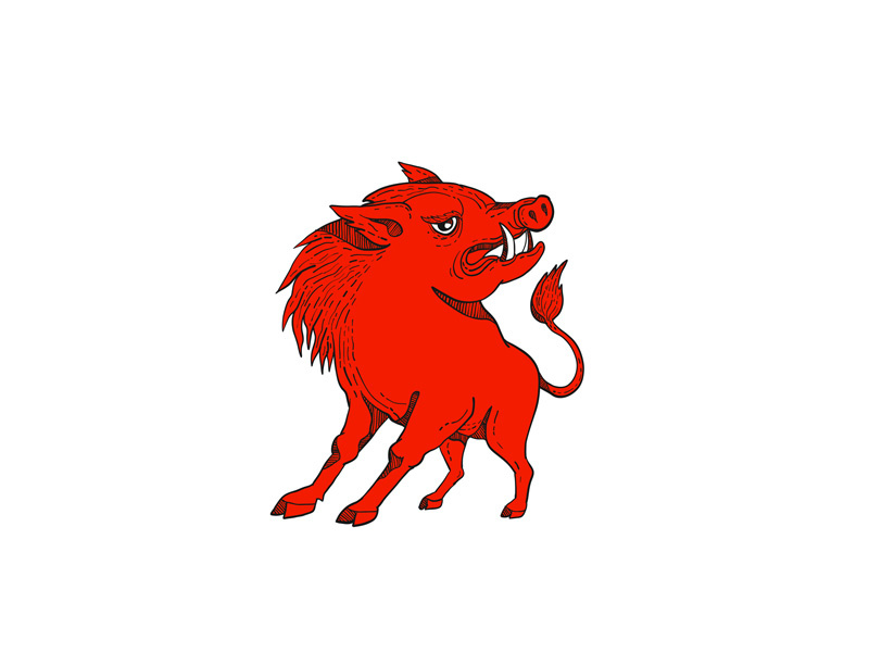 800x600 Red Razorback Doodle Art