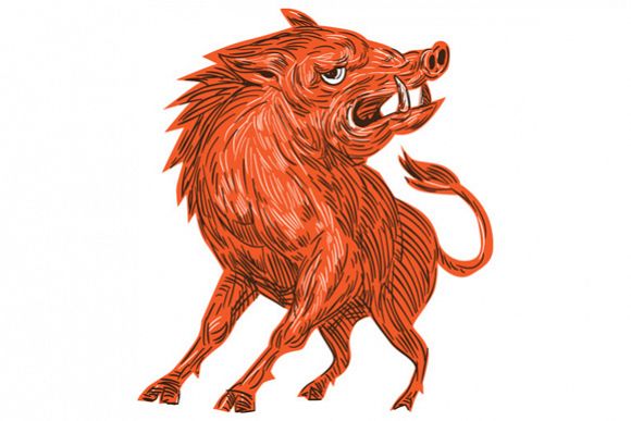 580x387 angry razorback ready to attack drawing design bundles