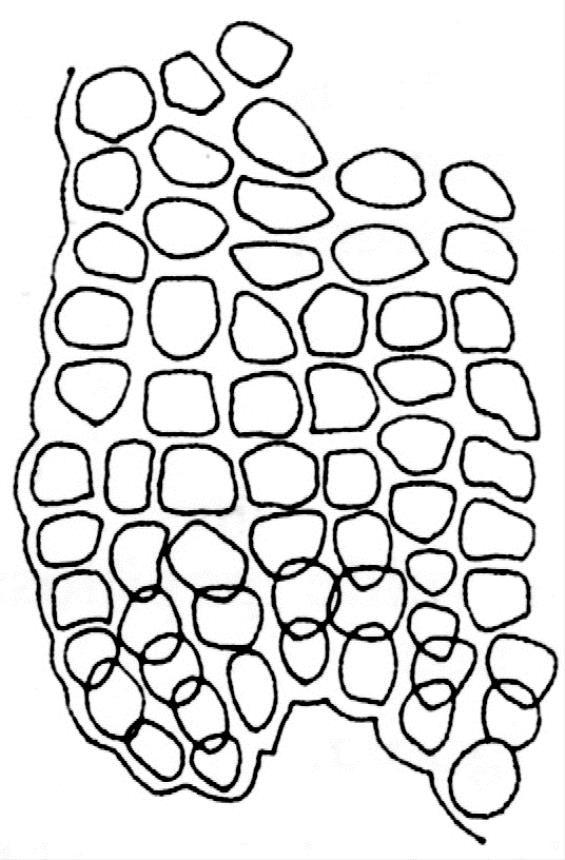 565x860 Flora Of New Zealand Taxon Profile Lindbergia Maritima