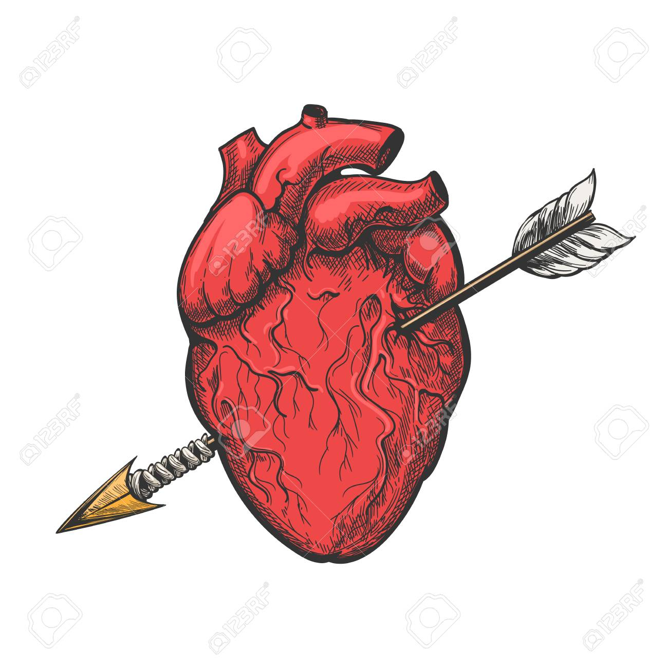 1300x1300 Good Human Heart With Arrow Drawing Real Vector Love Heart Tattoo