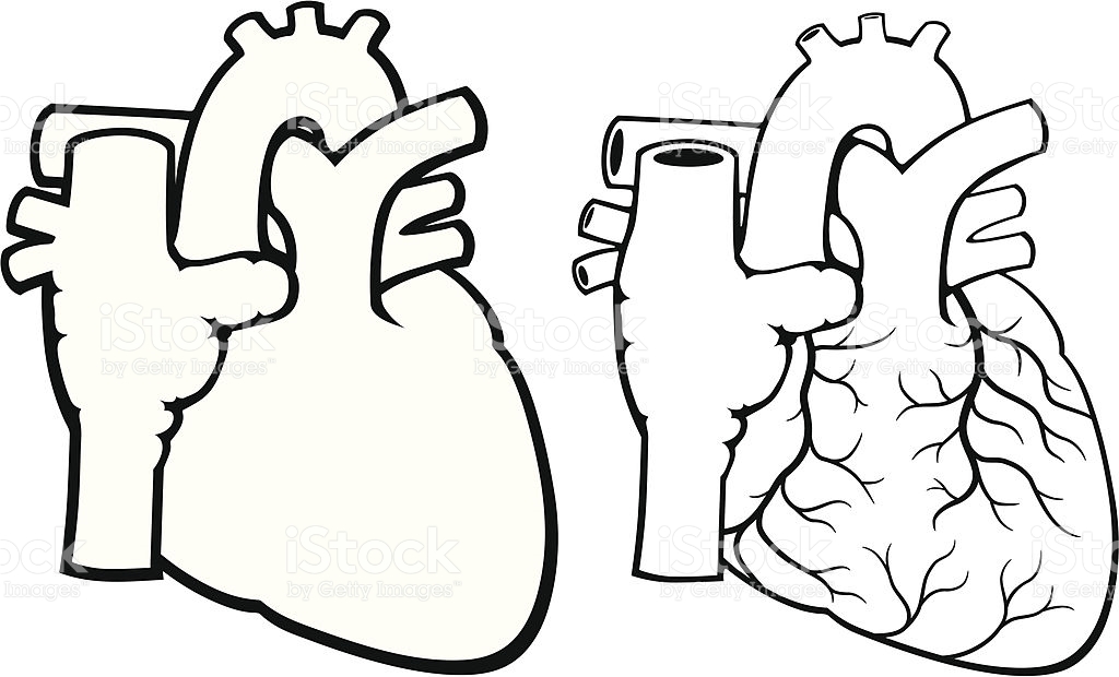 1024x620 Human Heart Clipart Group With Items