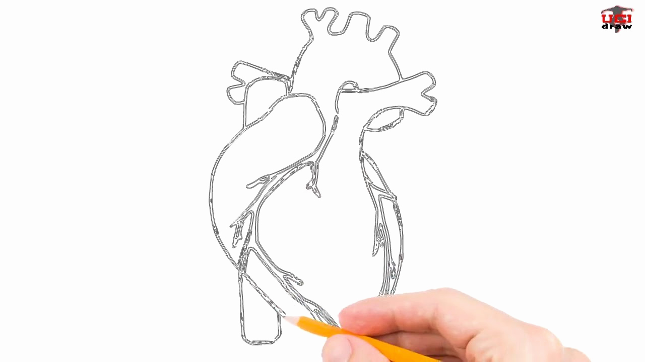 1280x720 Real Heart Diagram Simple