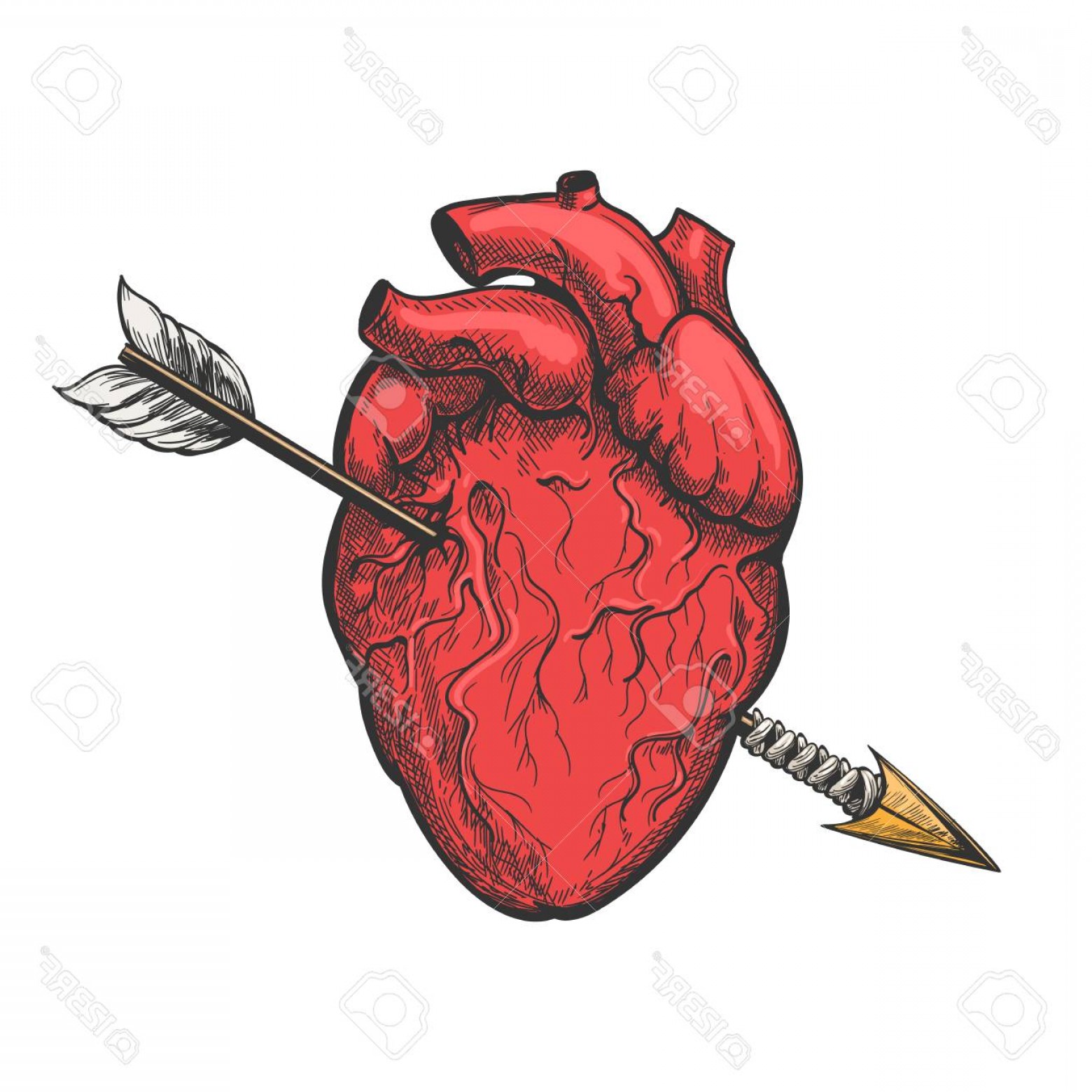1560x1560 Real Heart Vector Catchsplace