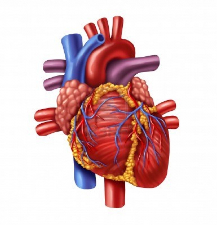 721x750 Real Heart Real Human Heart Clip Art Library