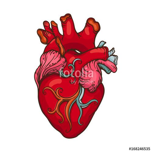 500x500 Drawing Of Stylized Human Heart Stock Image And Royalty Free