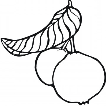360x360 Guavas Coloring Pages To Kids Color Udin