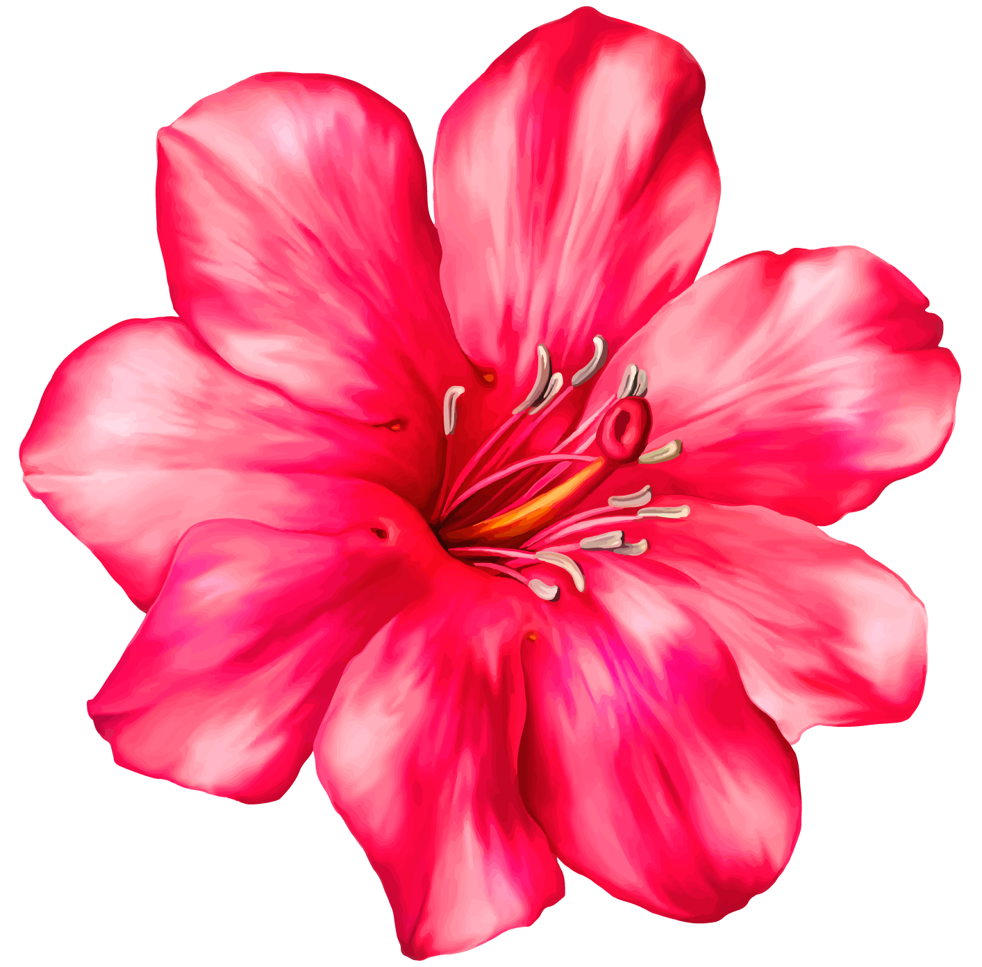 1414x1393 Collection Of Free Hibiscus Drawing Realistic Download On Ui Ex