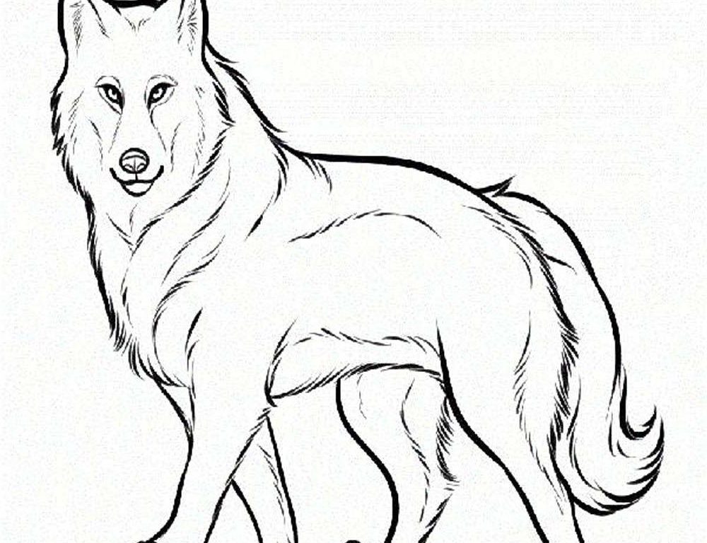 1000x768 Fresh Wolf Coloring