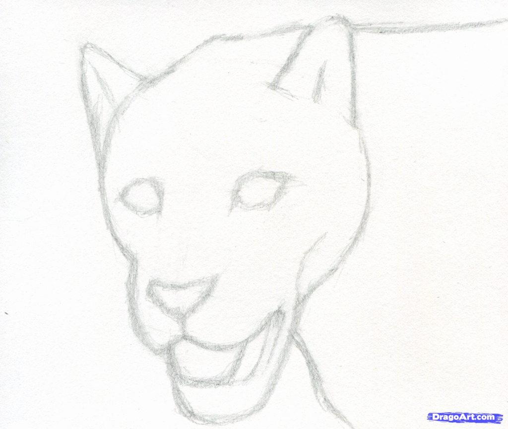 1024x864 How To Draw Animals Step