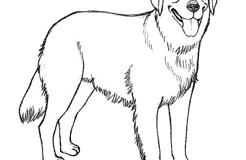 503x329 draw a golden retriever golden retriever coloring pages realistic