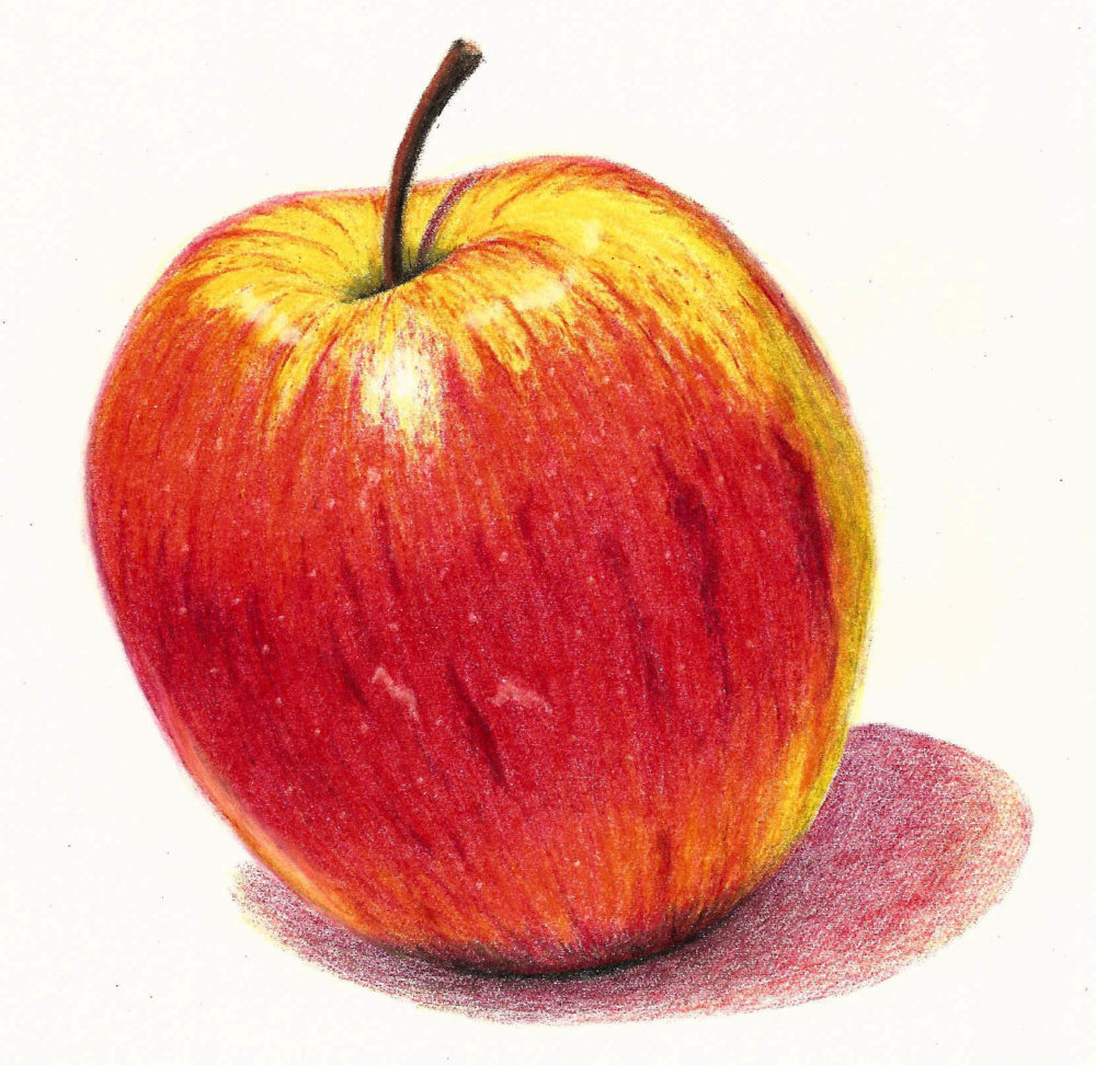 1000x972 Coloured Pencil Drawing Lessons From Unit Of The Complete