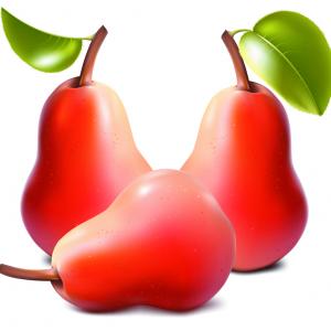 300x300 Stock Illustration Apple Pear Vector Drawing Image Soidergi