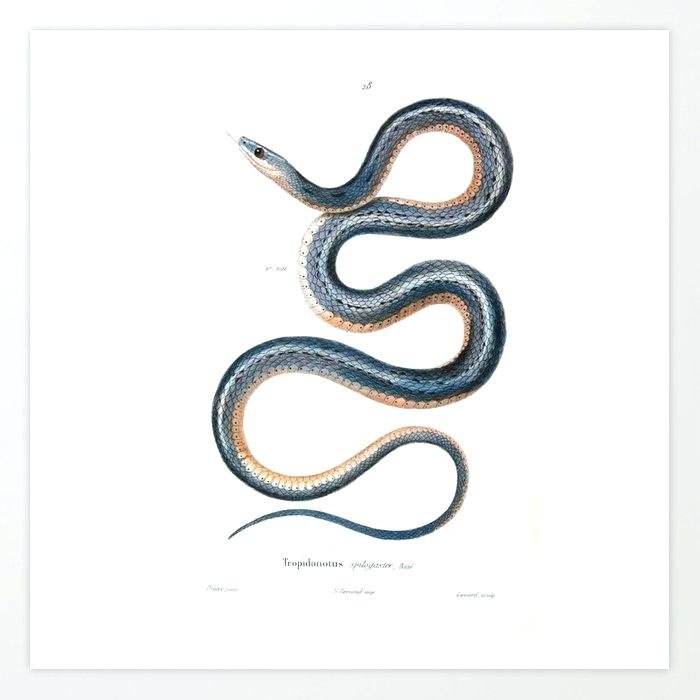 700x700 Drawing Snake How To Draw A Realistic Snake Step Drawing Snake