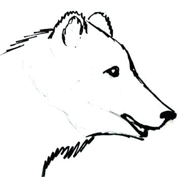 366x350 How To Draw A Bear Easy Bear Drawing At Free For Personal Draw