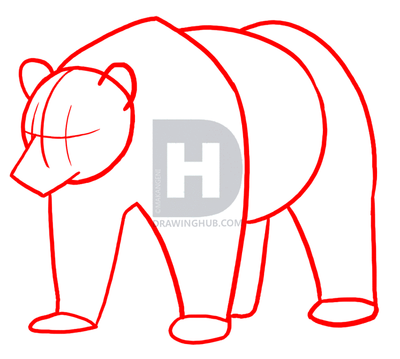 803x720 How To Draw Grizzly Bears, Step