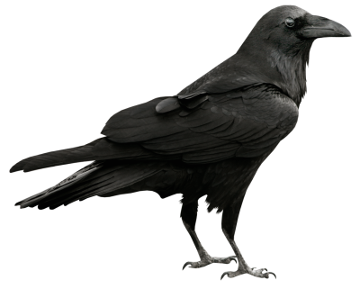 400x321 Drawing Raven Realistic Transparent Png Clipart Free Download
