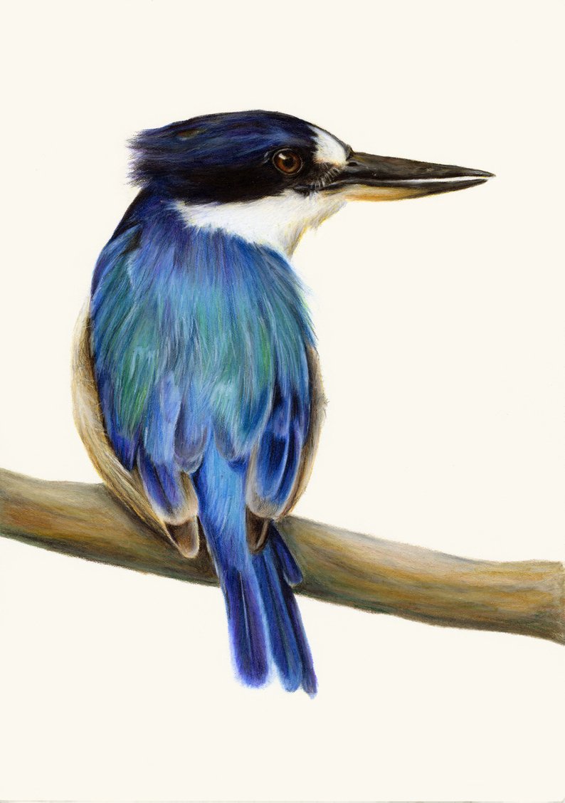 794x1128 Kingfisher Drawing Realistic Bird Art Exceptional Bird Etsy