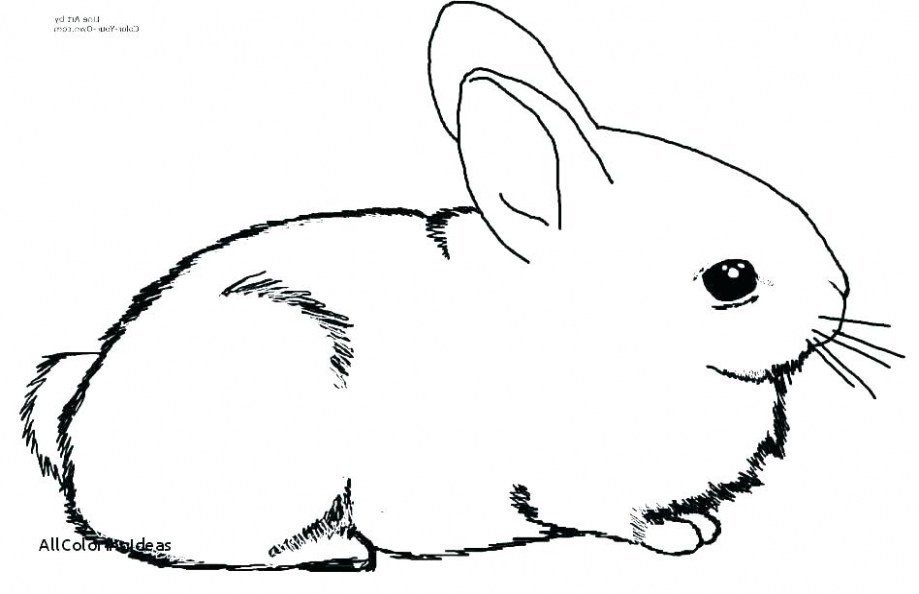 919x594 realistic bird coloring pages luxury realistic bunny coloring