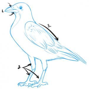 302x301 How To Draw A Crow Step Rustic Bird Houses