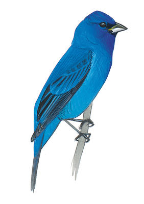 282x400 Collection Of Free Indigotin Clipart Realistic Bird Download On Ui Ex