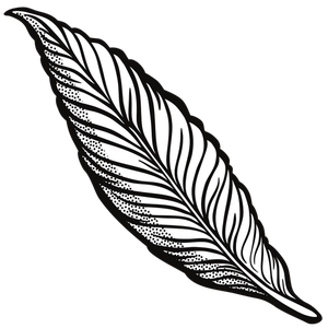 300x300 Collection Of Free Feather Drawing Realistic Download On Ui Ex