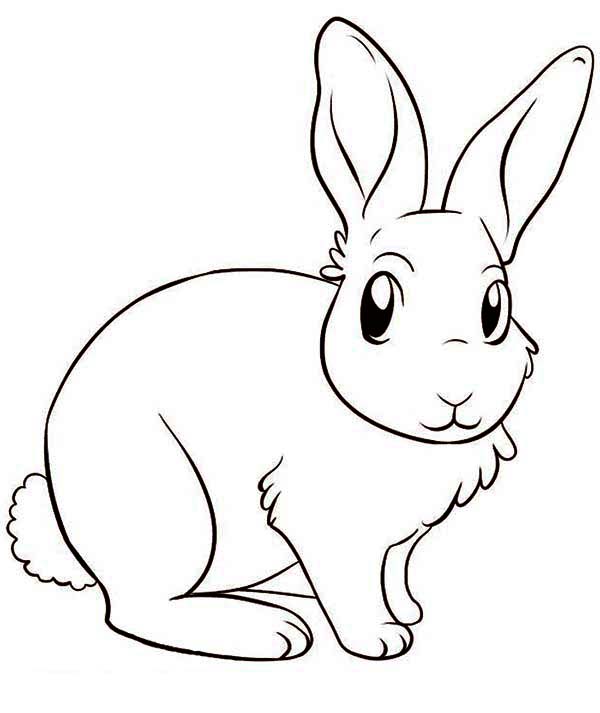 600x713 Bunny Drawing Realistic Drawing Skill