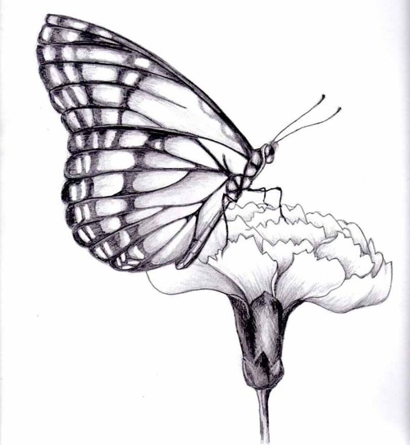 Realistic Butterfly Drawing