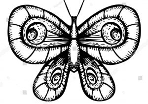 300x210 How To Draw Realistic Butterflies