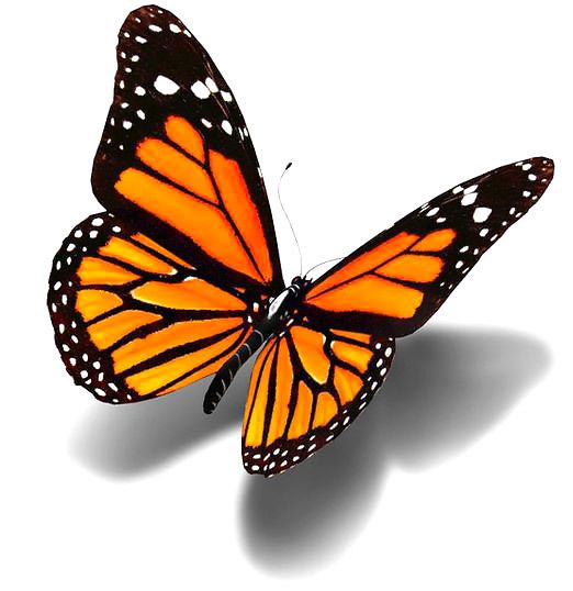522x538 Monarch Clipart Realistic Frames Illustrations Hd Images