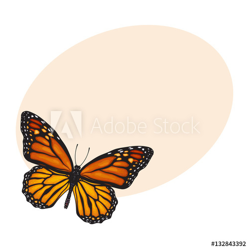 500x500 Top View Of Beautiful Monarch Butterfly, Sketch Illustration