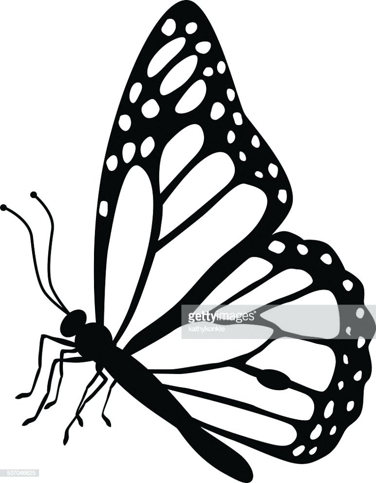 772x993 Butterflies Drawing