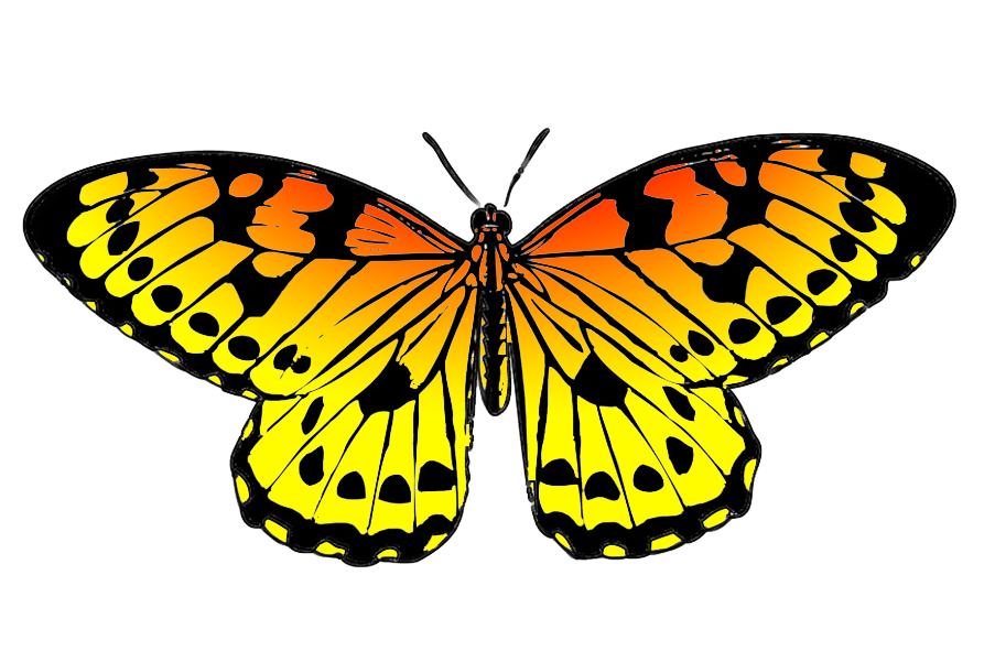 893x591 Collection Of Free Butterflies Drawing Realistic Download On Ui Ex