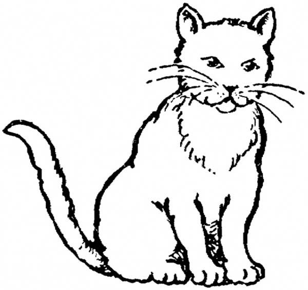 600x564 Cute Realistic Cat Coloring Pages