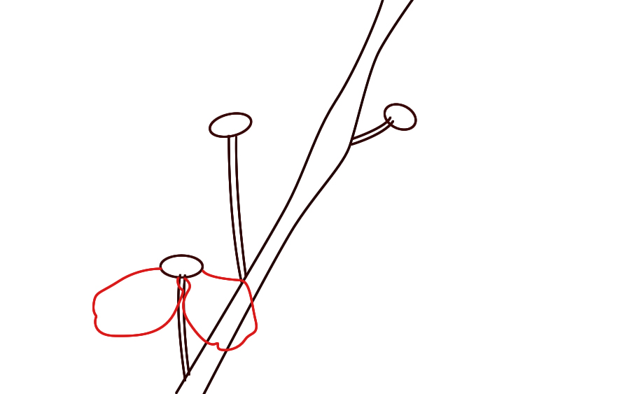 900x563 How To Draw Cherry Blossoms