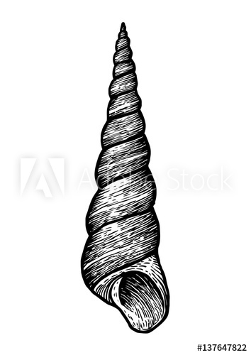 354x500 Tower, Shell Illustration, Drawing, Engraving, Ink, Realistic