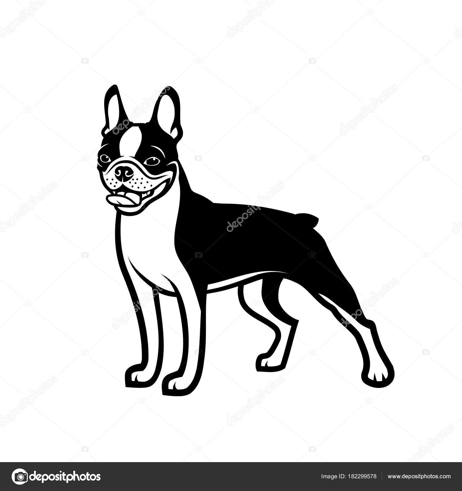 1600x1700 Realistic Boston Terrier Drawing Head Ink Simple Puppy Cartoon