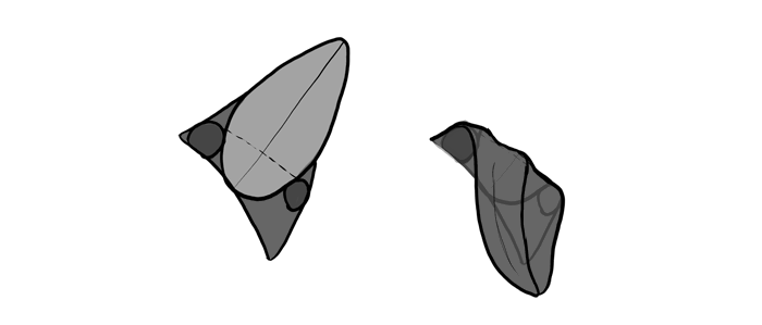 700x299 How To Draw A Dog Details Make The Difference