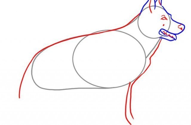 640x420 Medium How To Draw A Realistic Dog Real Step