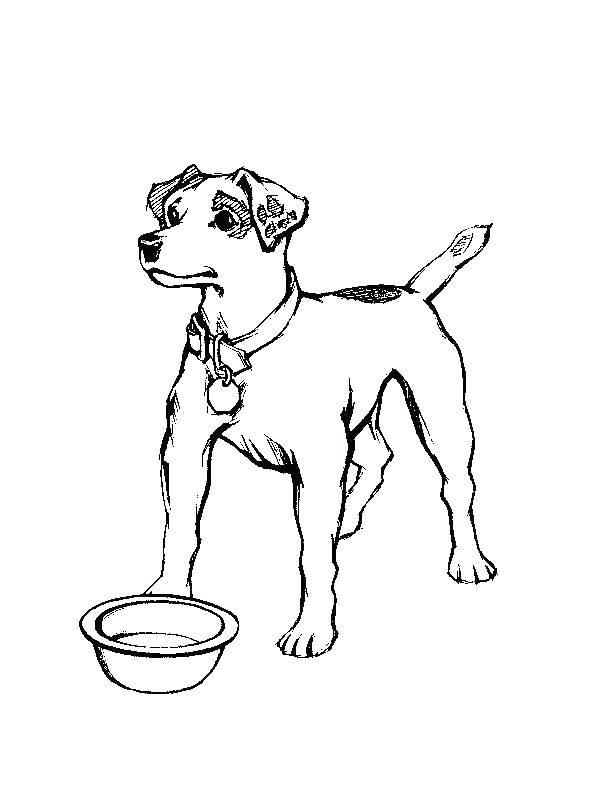 612x792 realistic dog coloring pages realistic dog coloring pages