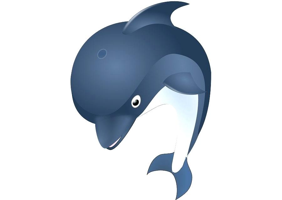 900x640 Bottlenose Dolphin Drawing