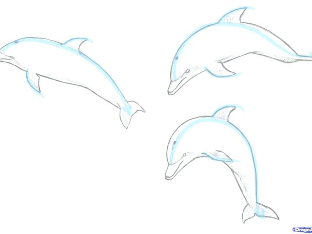 640x480 Dolphin Step