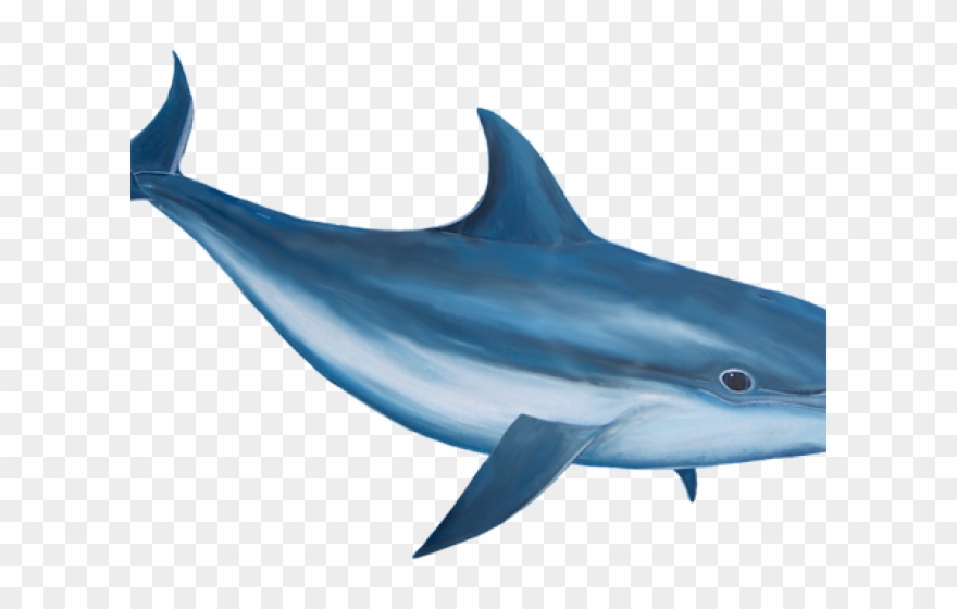 880x560 Bottlenose Dolphin Clipart Realistic