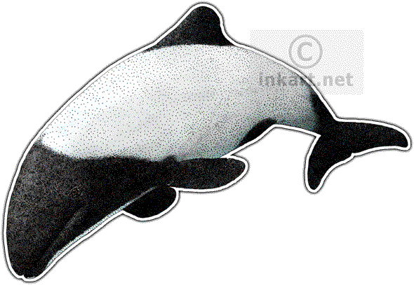 590x407 Collection Of Free Dolphin Drawing Realistic Download On Ui Ex